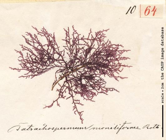Batrachosppermum gelatinosum 64.jpg